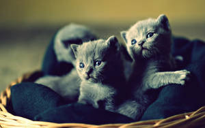 Super High Resolution Kittens Wallpaper