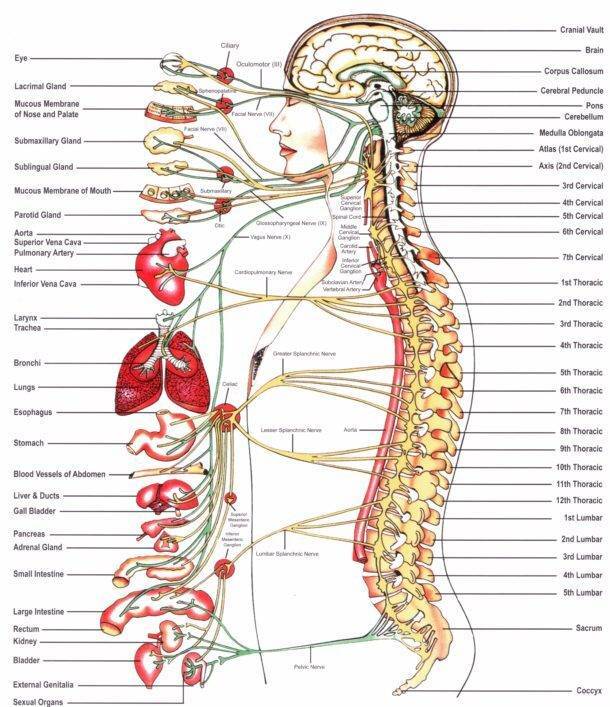 BIRTH TRAUMA AND VERTEBRAL SUBLUXATIONS