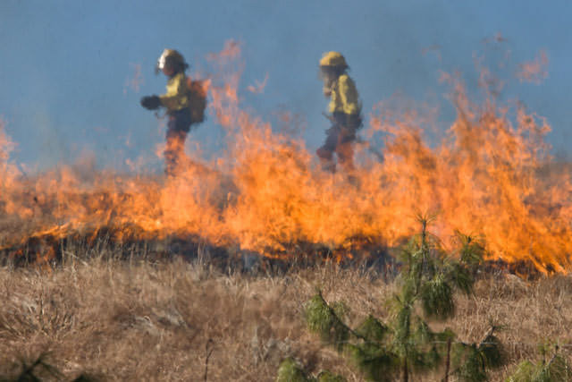 Fire fighters in a grass field behind a wall of flames fighting a wild fire