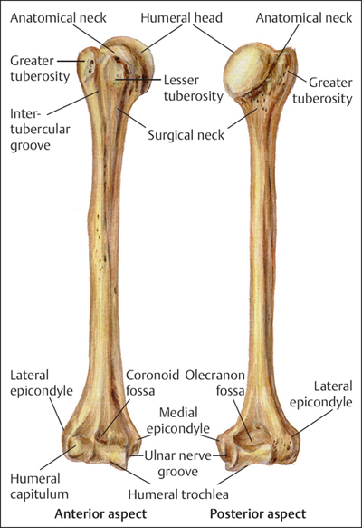 Greater Tubercle Of Humerus