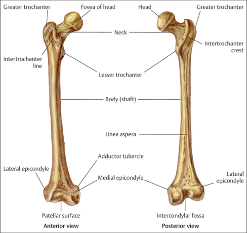 Fractures of the Femur | Musculoskeletal Key