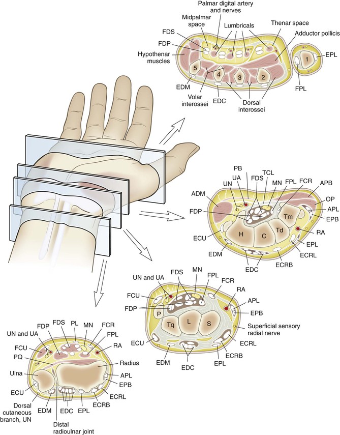 Wrist Anatomy Cross Section