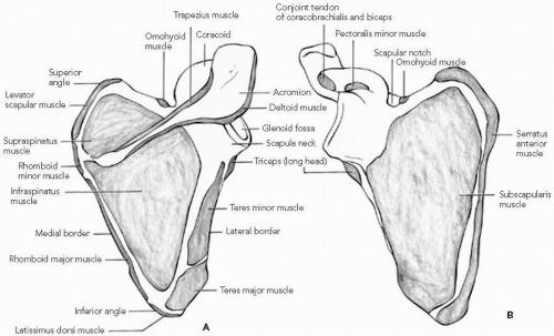 Scapular and Glenoid Fractures | Musculoskeletal Key