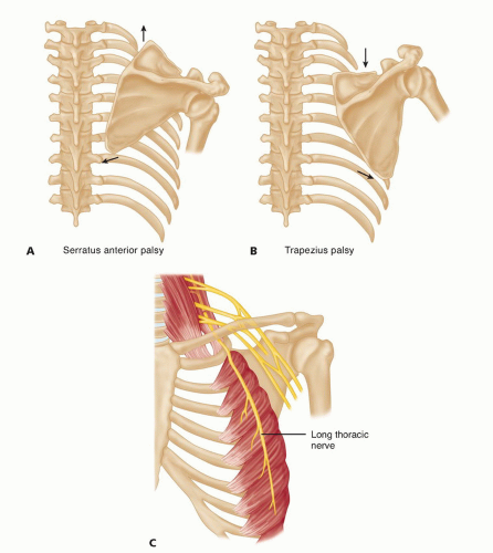 Long Thoracic Nerve Diagram