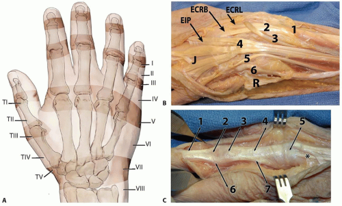 Extensor tendon compartments - surfermilo