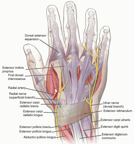 Tendon Transfer and Grafting for Traumatic Extensor Tendon Disruption ...