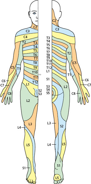 The peripheral nervous system: cranial and spinal nerves ...