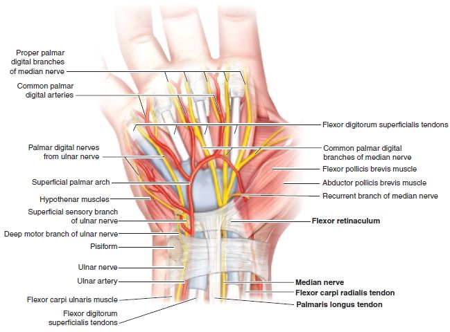 Tunnel Syndrome—Preferred Flexor Carpi Radialis Approach ...