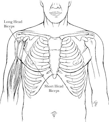 Shoulder Labrum Biceps Tendon