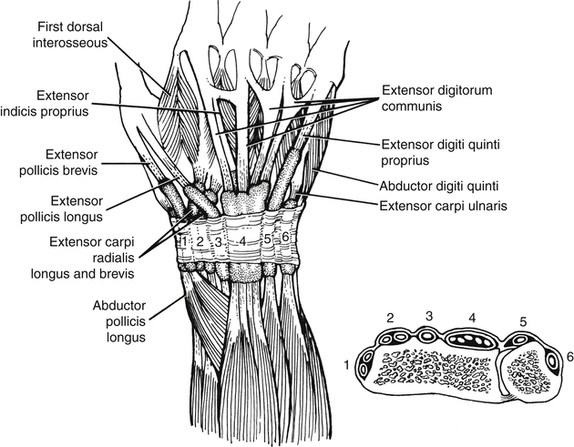 Anatomy 101 The Extensor Tendon The Hand Society - vrogue.co