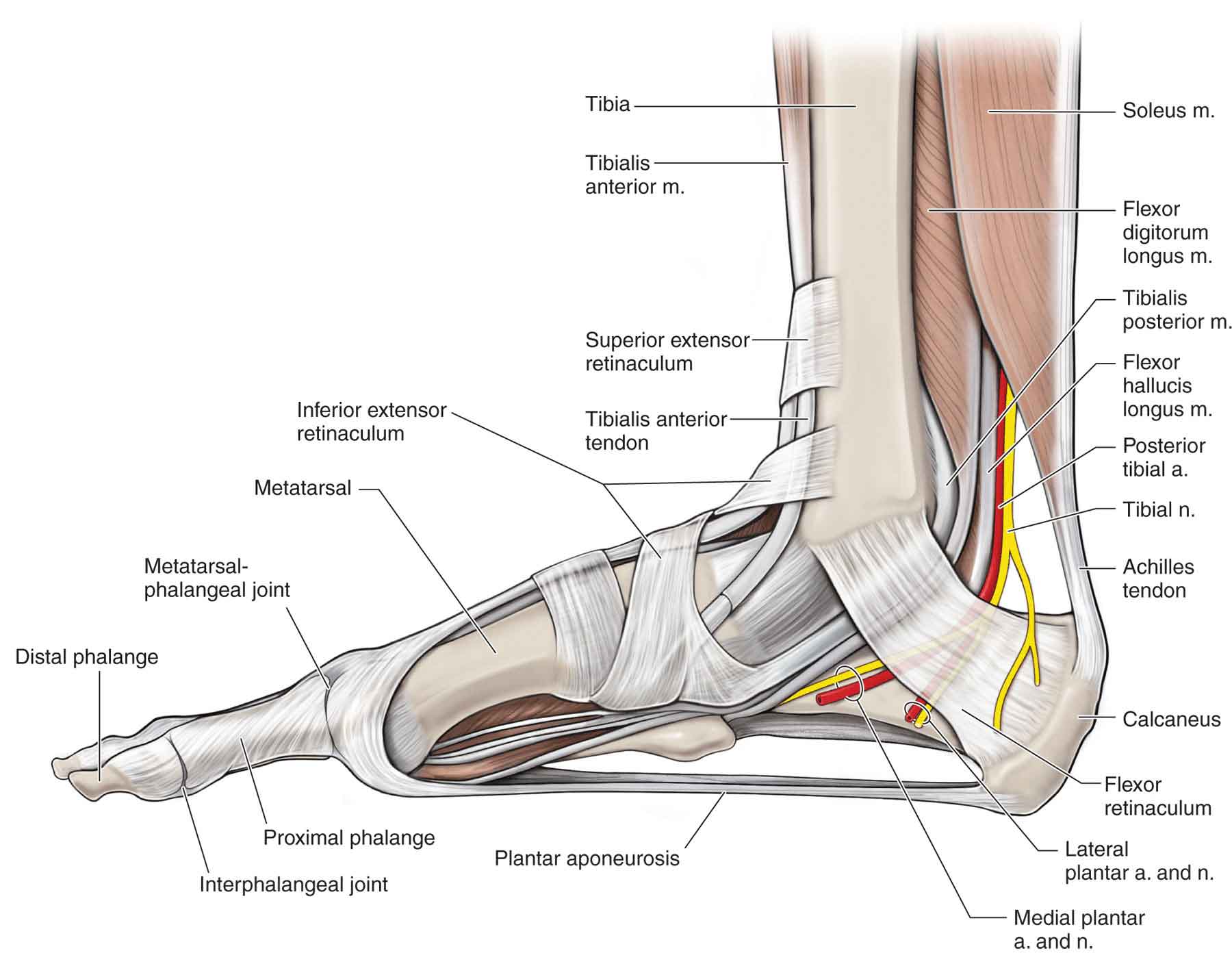 Lower Leg Muscles Tendons And Ligaments : Leg Anatomy Muscles Ligaments ...