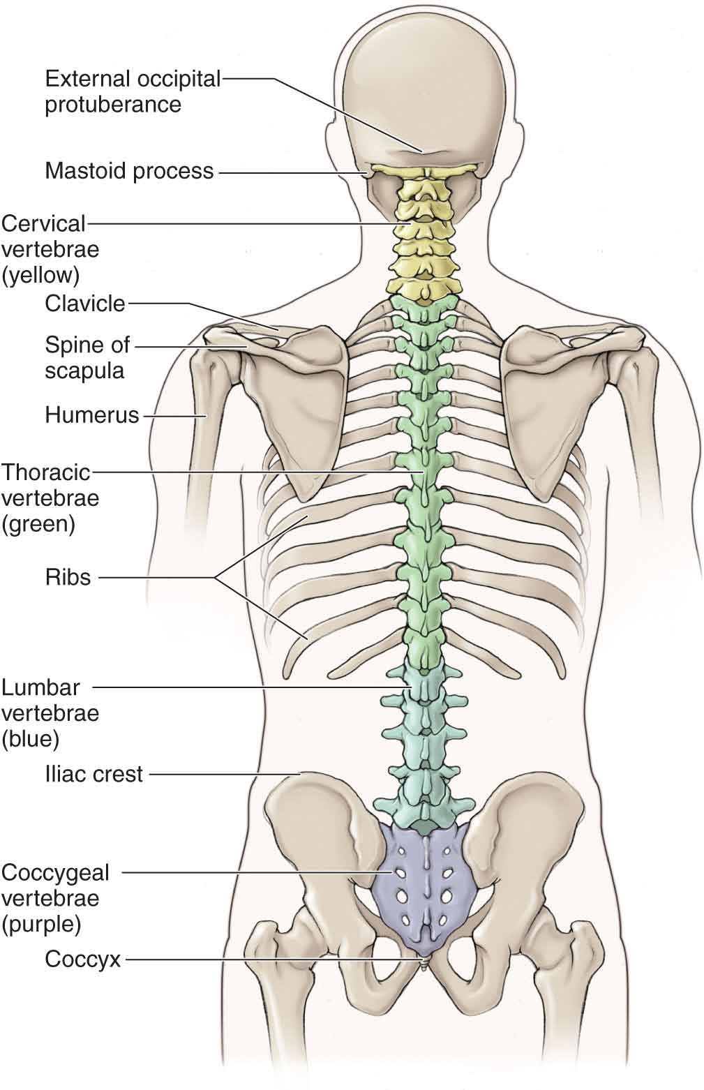 Blank Diagram Of The Major Components Of The Vertebrae Spine