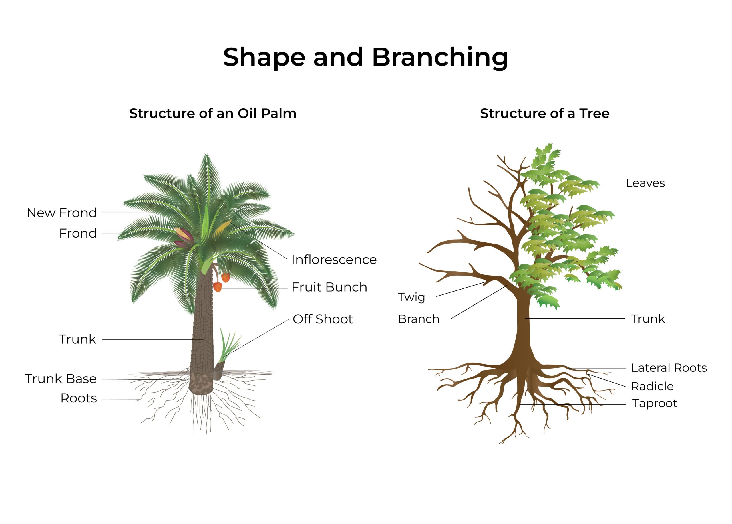 Oil Palm Fruit Structure