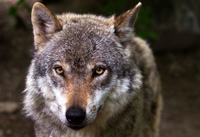 Robotic Super Monster Wolf Protects Flocks in Japan