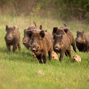 Japan's Mysterious Killing Stone is Killing Wild Boars 