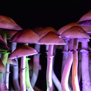 Magic Mushrooms May Improve Color-Blind Vision