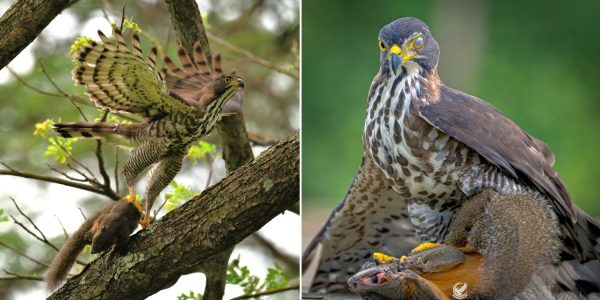 Goshawk hunts down squirrel in Pasir Ris Park, kills & feasts on prey in rare wildlife encounter