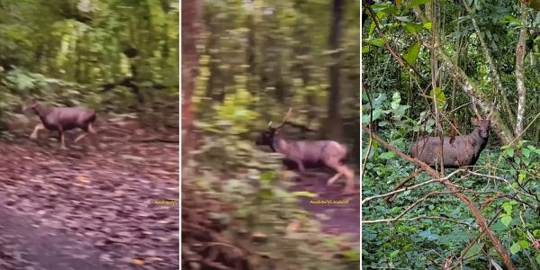 Sambar deer doe & stag dash across path in Mandai, photographer calls encounter 'exhilarating'