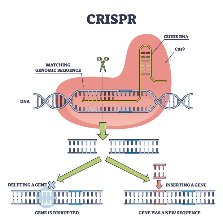 CRISPR-Cas, mechanism - Mutans