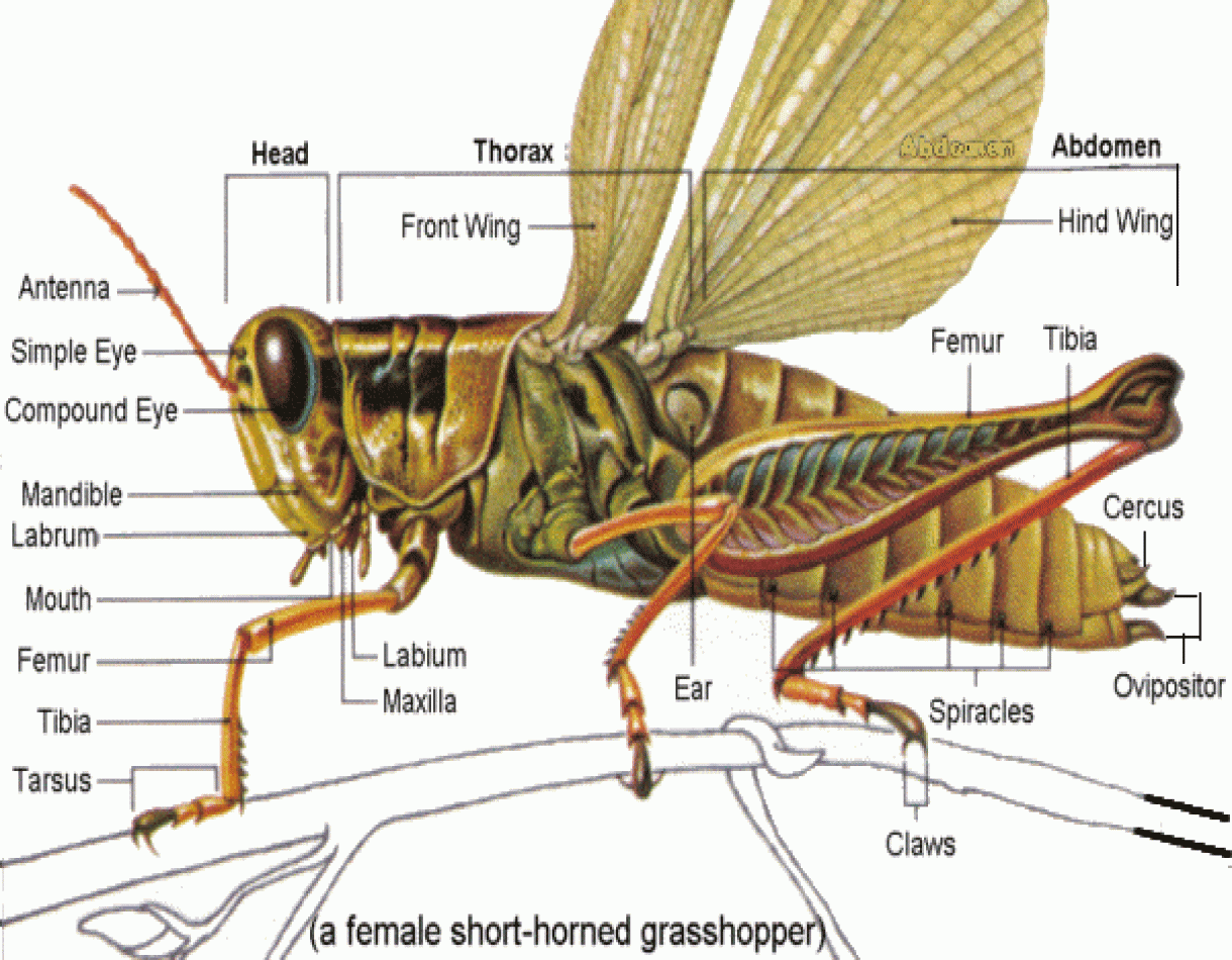 Insect Exoskeleton Diagram