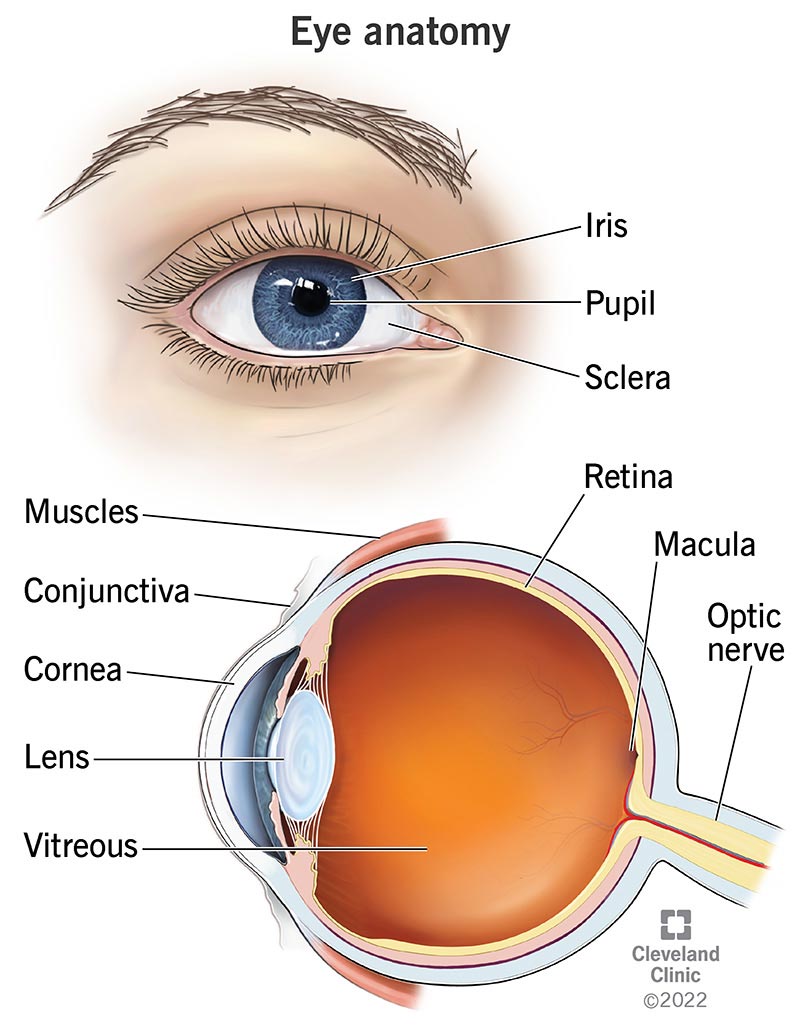 Cornea Eye Diagram