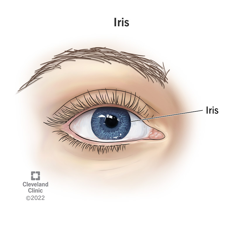 The iris is the colored part of your eye