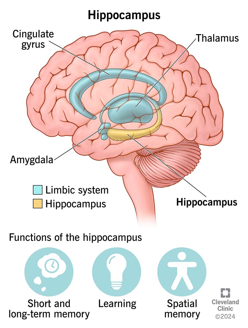 Hippocampus: What It Is, Function, Location & Damage