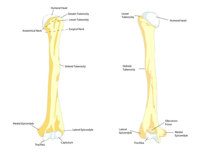 Image: Humerus