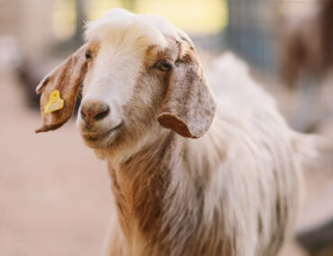 goat - qurbani service in Dubai