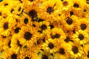 Close up of yellow flowers