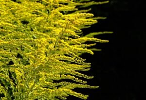 goldenrod, gold diamond, herbaceous plant