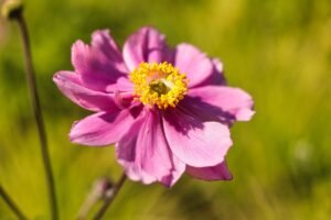 japanese anemone, flower background, flower