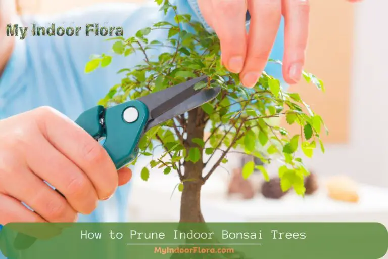 How to Prune Indoor Bonsai Trees