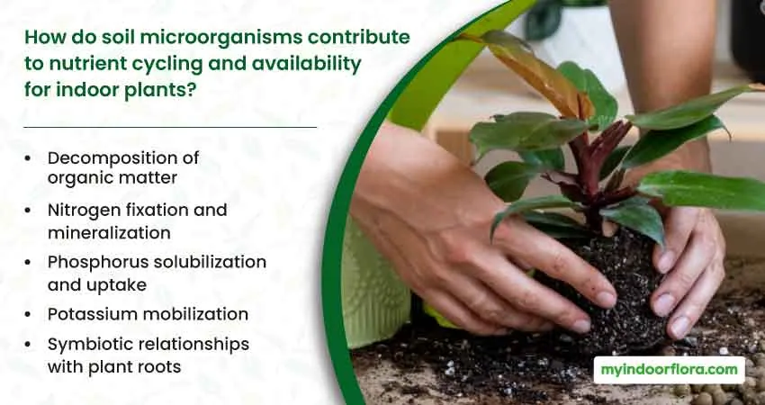 How do soil microorganisms contribute to nutrient cycling and availability for indoor plants