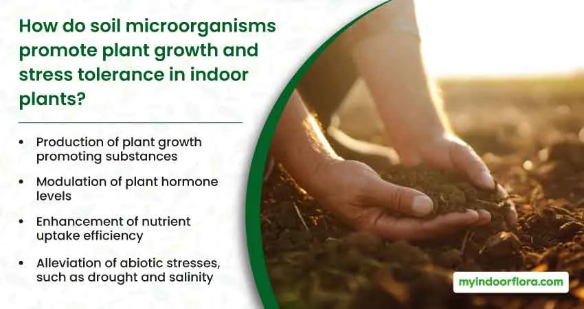 How do soil microorganisms promote plant growth and stress tolerance in indoor plants