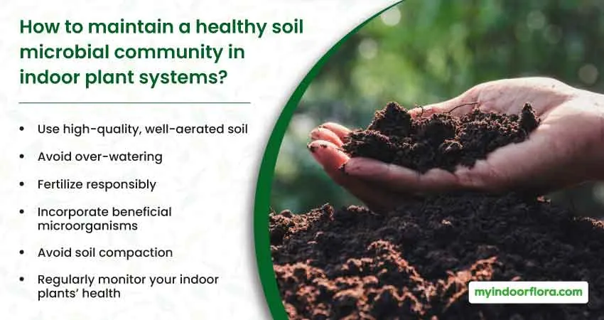 How to maintain a healthy soil microbial community in indoor plant systems