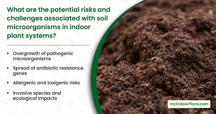 What are the potential risks and challenges associated with soil microorganisms in indoor plant systems