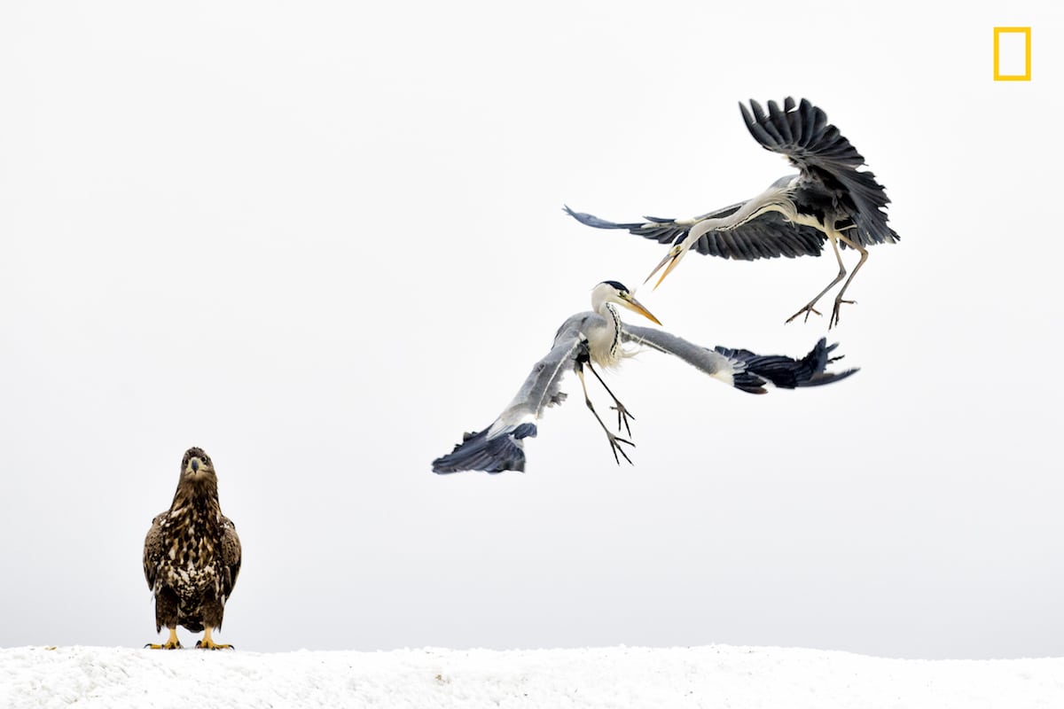 winners National Geographic Nature Photographer of the Year 2017