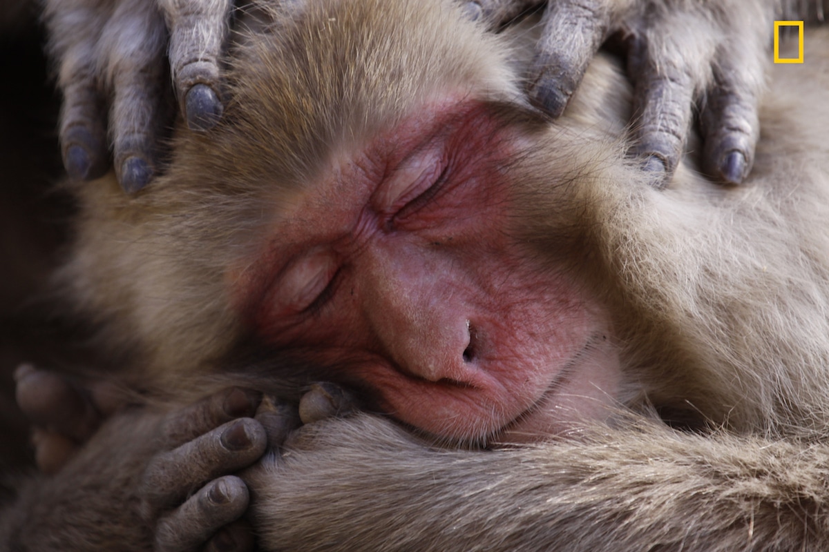 winning photos national geographic nature photographer of the year