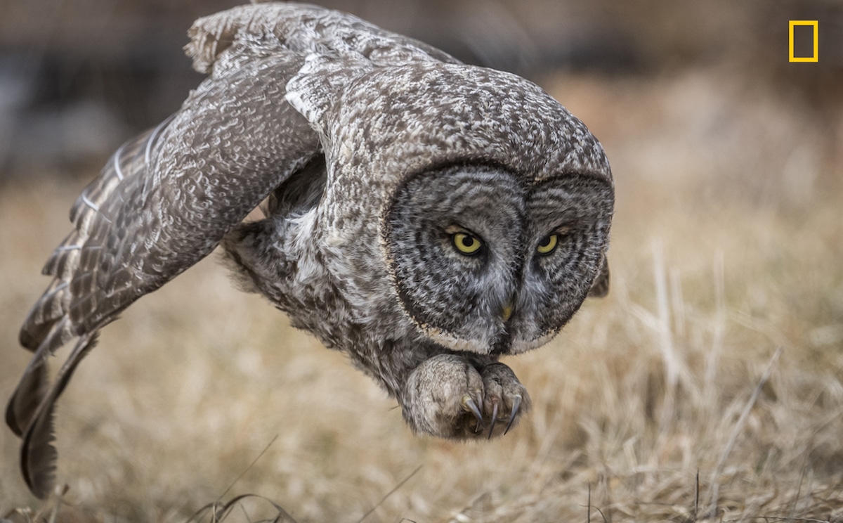 winning photos national geographic nature photographer of the year