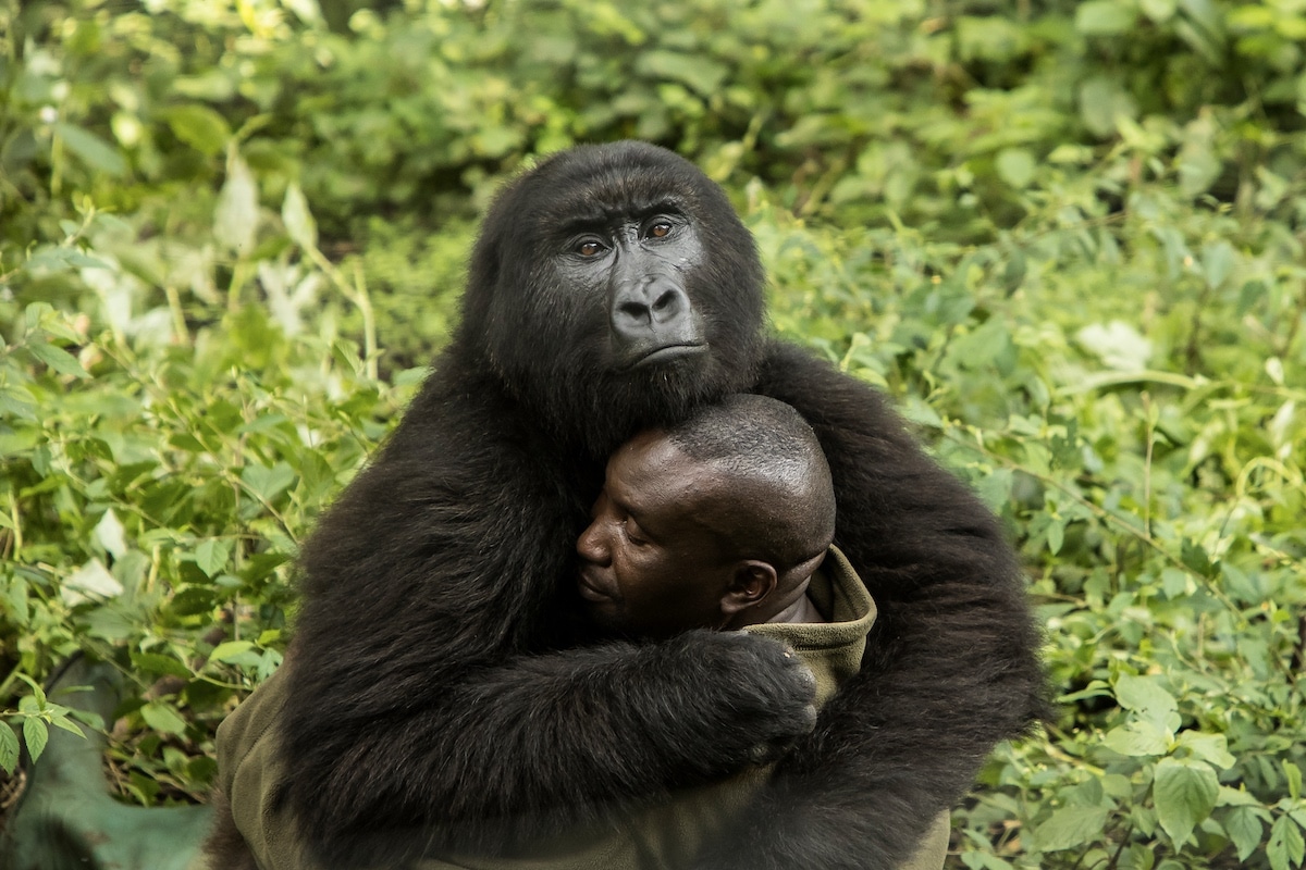 Gorilla and Caretaker Embracing