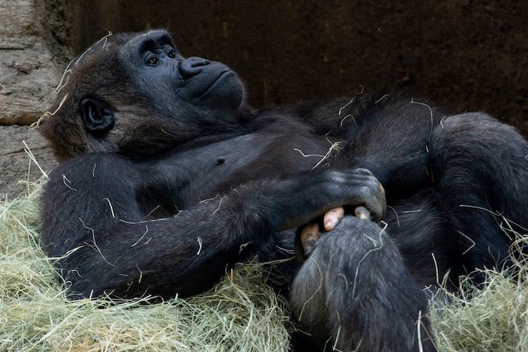 Anaka, a Gorilla with Vitiligo