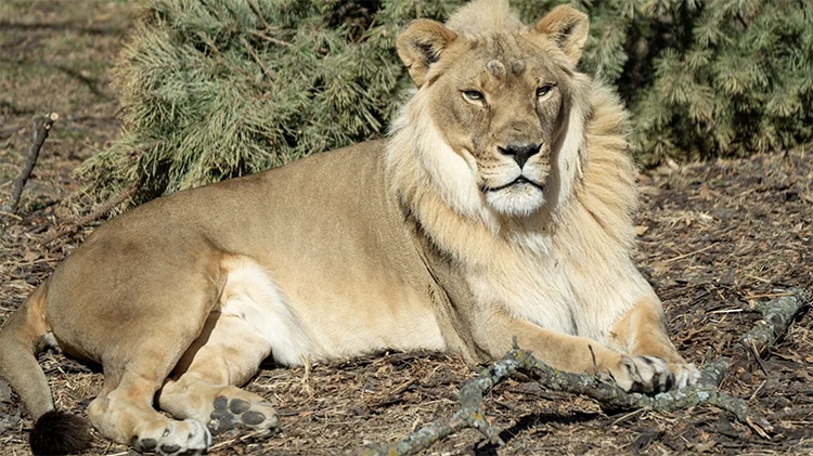 18-Year-Old Lioness Named Zuri Grows a Mane at Kansas Zoo