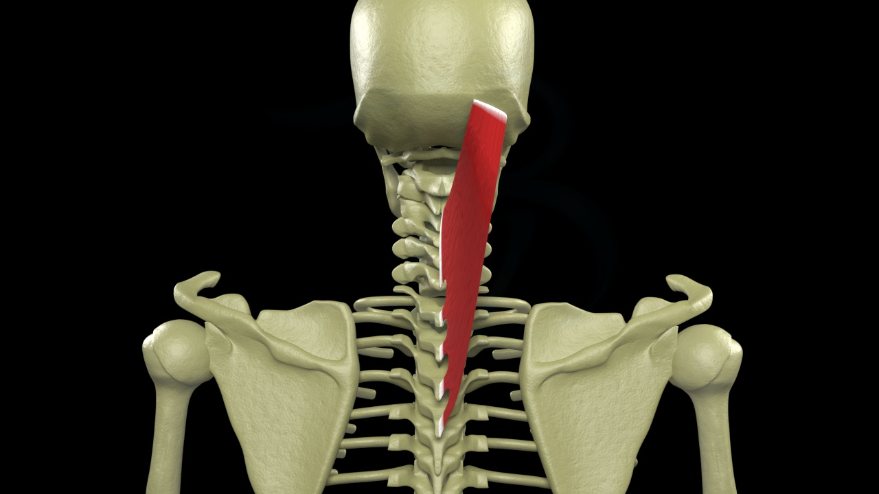 Splenius capitis – Myoreflex