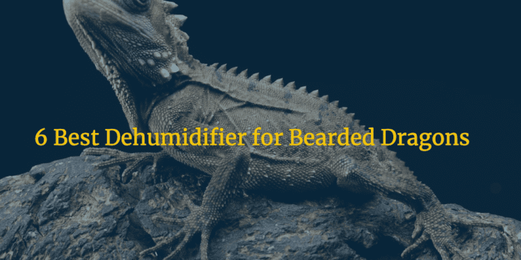 Best Dehumidifier for Bearded Dragons