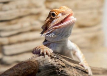 Can Bearded Dragon Eat Dog Food