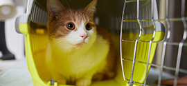 Cat in yellow carrier.