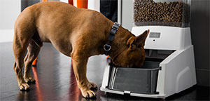 Automatic Dog Feeders.