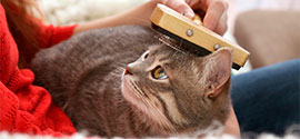 Brushing a cat with cat brush.