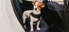 Dog waiting for a seat belt  in a car.